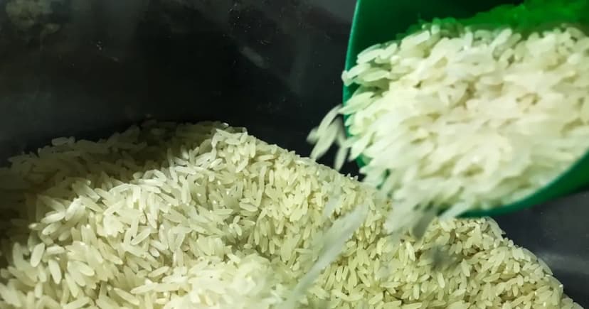 Governo Federal autoriza importação de arroz e define a Conab para executar operações de compra