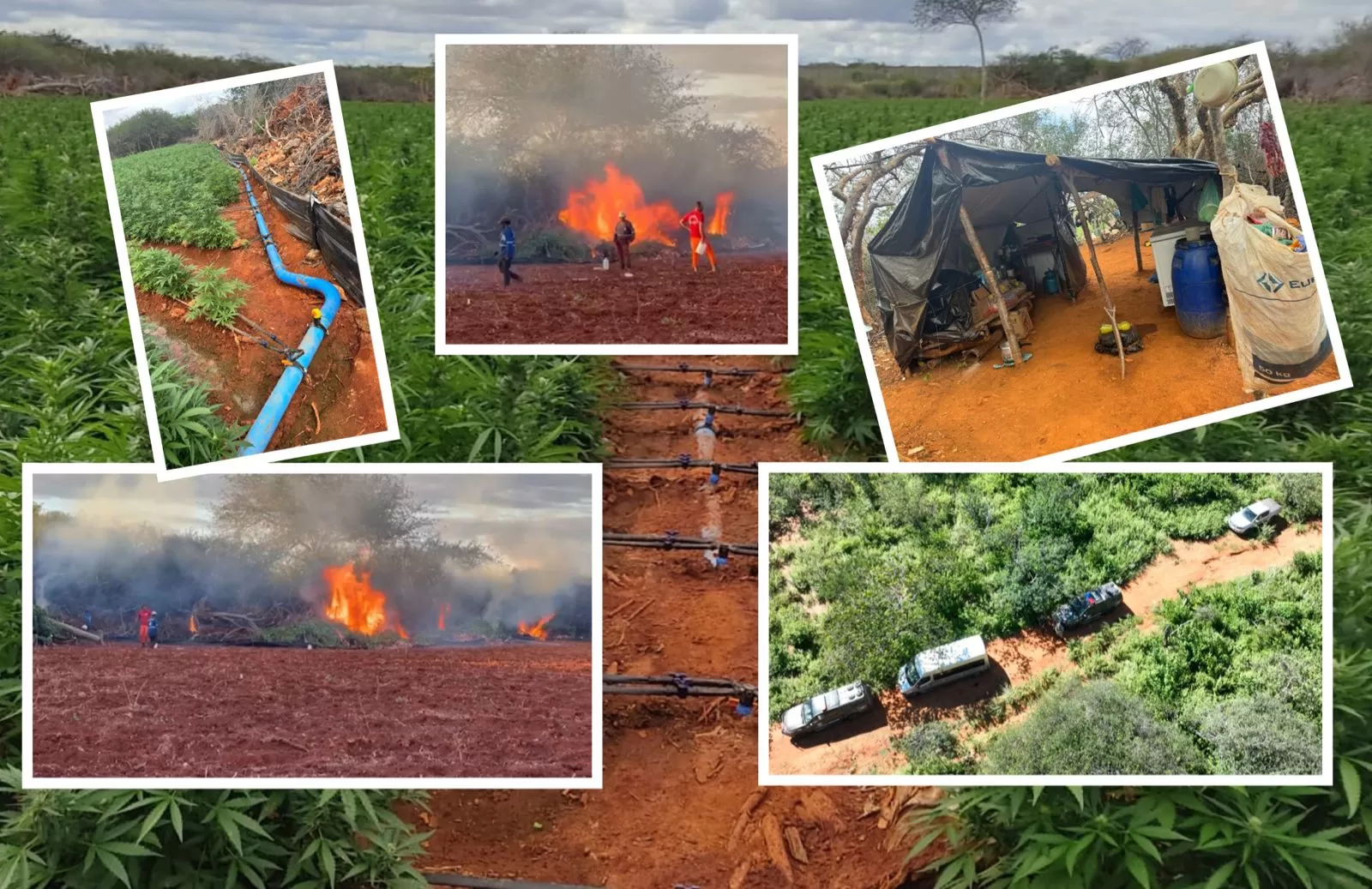 Em ação conjunta, PF realiza erradicação de plantios de maconha no norte da Bahia