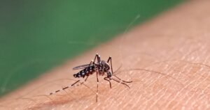 Dengue em alta na Bahia: casos aumentam mais de 400% em um ano