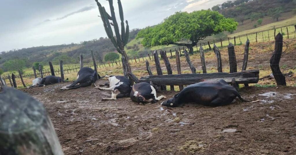 Sete animais morrem após serem atingidos por raio em fazenda de Caém