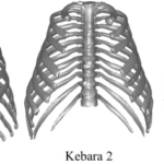 Neandertais tinham um segredo para enfrentar o frio, revela estudo
