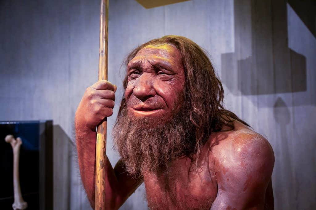 neandertal