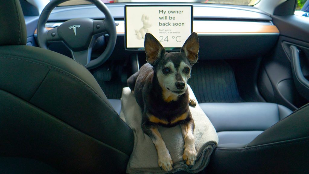 Saiba quais são as normas mais importantes, dicas práticas e cuidados essenciais para levar seu pet em viagens de carro com tranquilidade