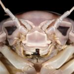 Cientistas descobrem “barata” gigante do mar; veja imagens