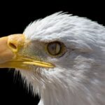 Já tivemos uma terceira pálpebra — e os restos dela ainda estão nos seus olhos!