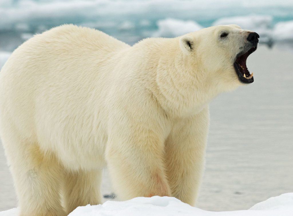 Urso polar (Ursus maritimus) em pé sobre o fluxo de gelo de Svalbard, Noruega ártica.
