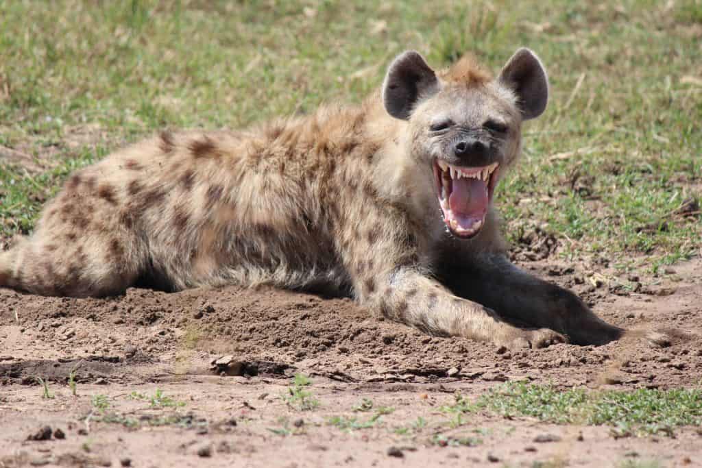 Imagem mostra uma hiena de boca aberta, sua vocalização é semelhante é uma risada, mas é uma das mordidas mais fortes do mundo animal, já que tritura osssos