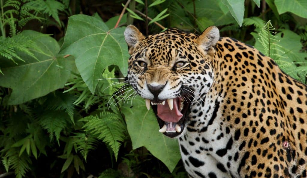 Jaguar (onça-pintada) mostra seus dentes na na Floresta Amazônica, o felino tem uma das mordidas mais fortes do mundo animal