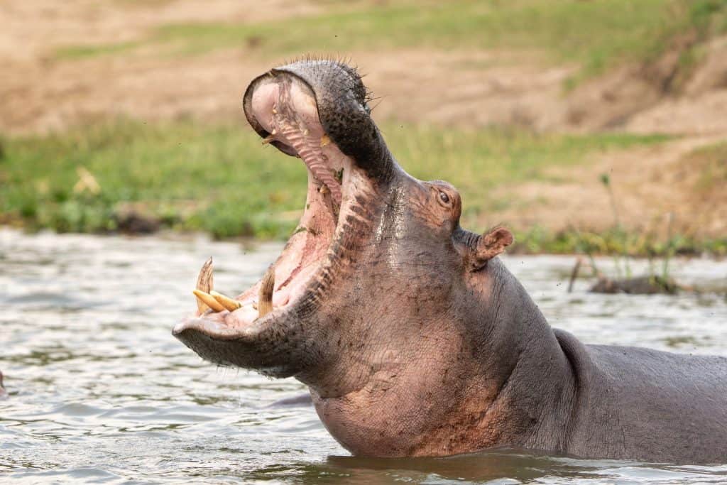 Hipopótamo de boca aberta