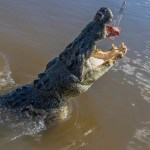 Boca grande e dentes de agulha: confira o top 10 das mordidas mais fortes do reino animal