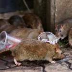 Infestação global de ratos pode ser consequência do aumento das temperaturas