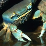 Conheça a espécie invasora que está dominando os oceanos