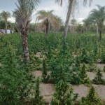 PF e PM erradicam mais de 5 mil pés de maconha em Umburanas
