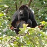 10 animais nativos e exóticos que você só encontra no Brasil