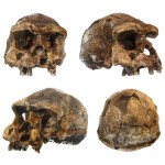 Nossos antepassados colecionavam um item curioso por motivo desconhecido