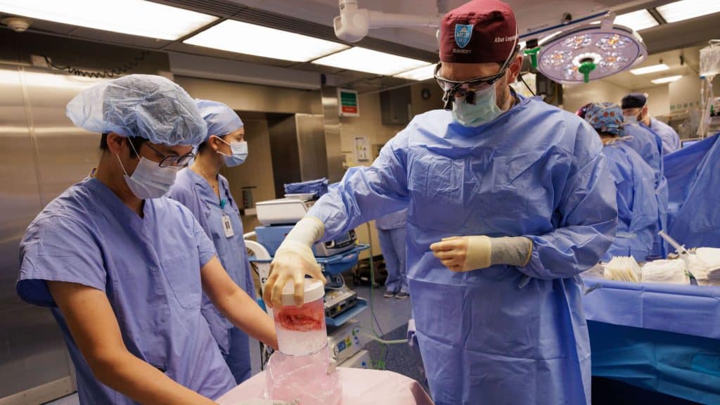 Médico segurando pote com rim de porco durante transplante
