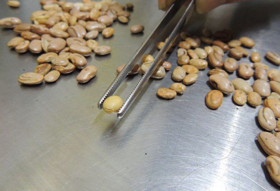 Calor prejudica lavoura de café, soja e arroz, diz especialista