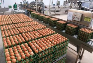 Preço do ovo dispara no atacado e preocupa supermercados