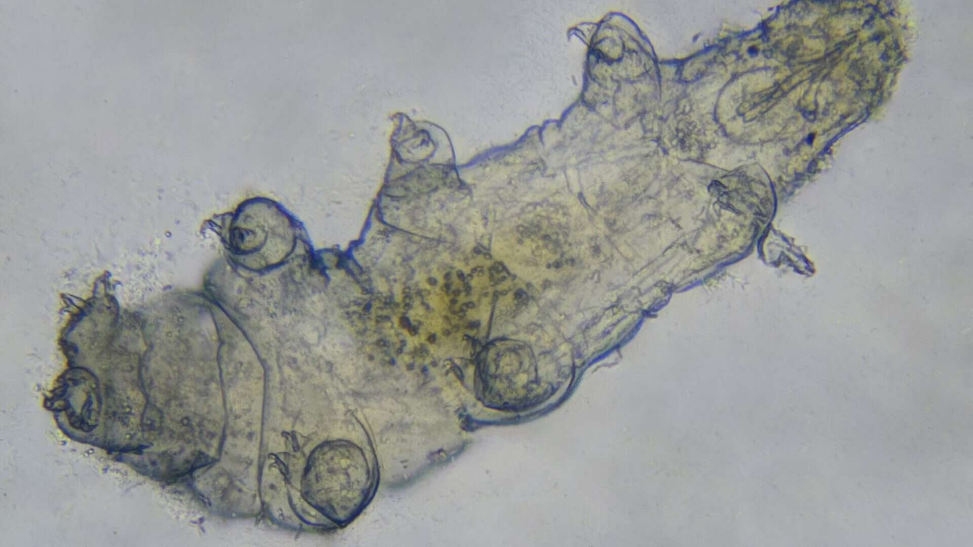 tadigrados-1920x1080