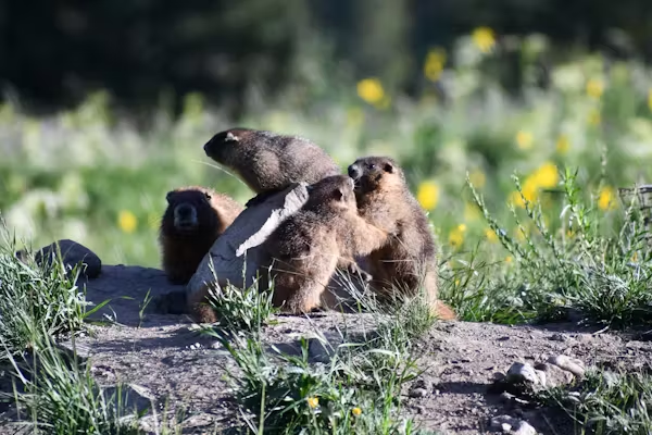 Grupo de marmotas
