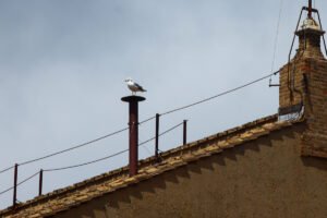 Conclave: cardeais se reúnem na Capela Sistina para definir novo papa