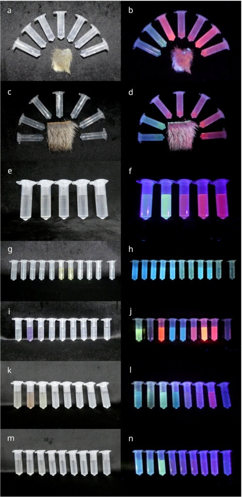 Análise dos mamíferos que brilham no escuro