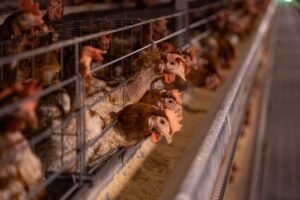 Gripe aviária: maior exportador, Brasil tem duro golpe. Veja reações