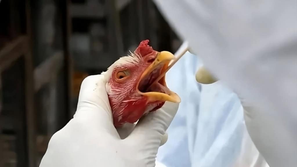 Enfermeiro verificando se frango está com gripe aviária