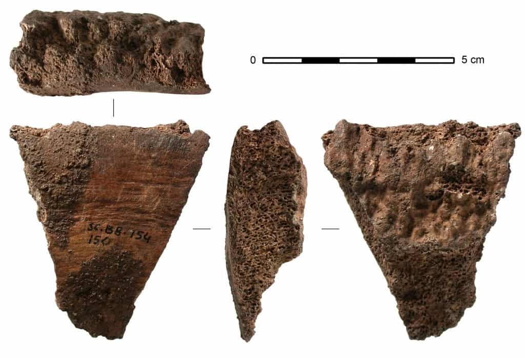 Fragmento de uma vértebra de baleia-comum do sítio de Santa Catalina, Espanha, de cerca de 15.500 a 15.000 anos atrás. 
