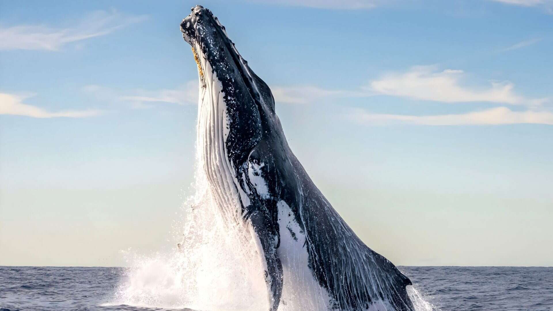 Baleia-jubarte saltando no mar