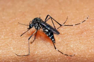 Brasil ultrapassa mil mortes por dengue em 2025; veja o estado que lidera o ranking