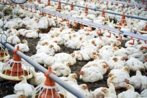 Ministério da Agricultura investiga novas suspeitas de gripe aviária