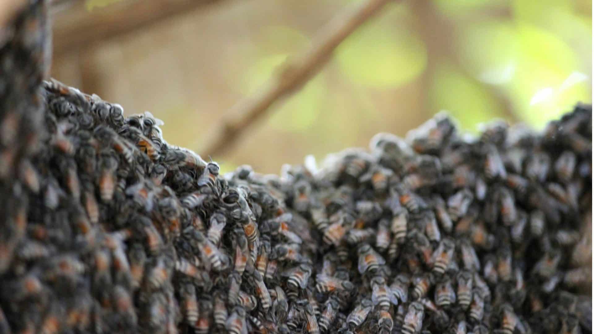 As abelhas operárias recebem mel, néctar e pólen para alimentação na fase de larva.