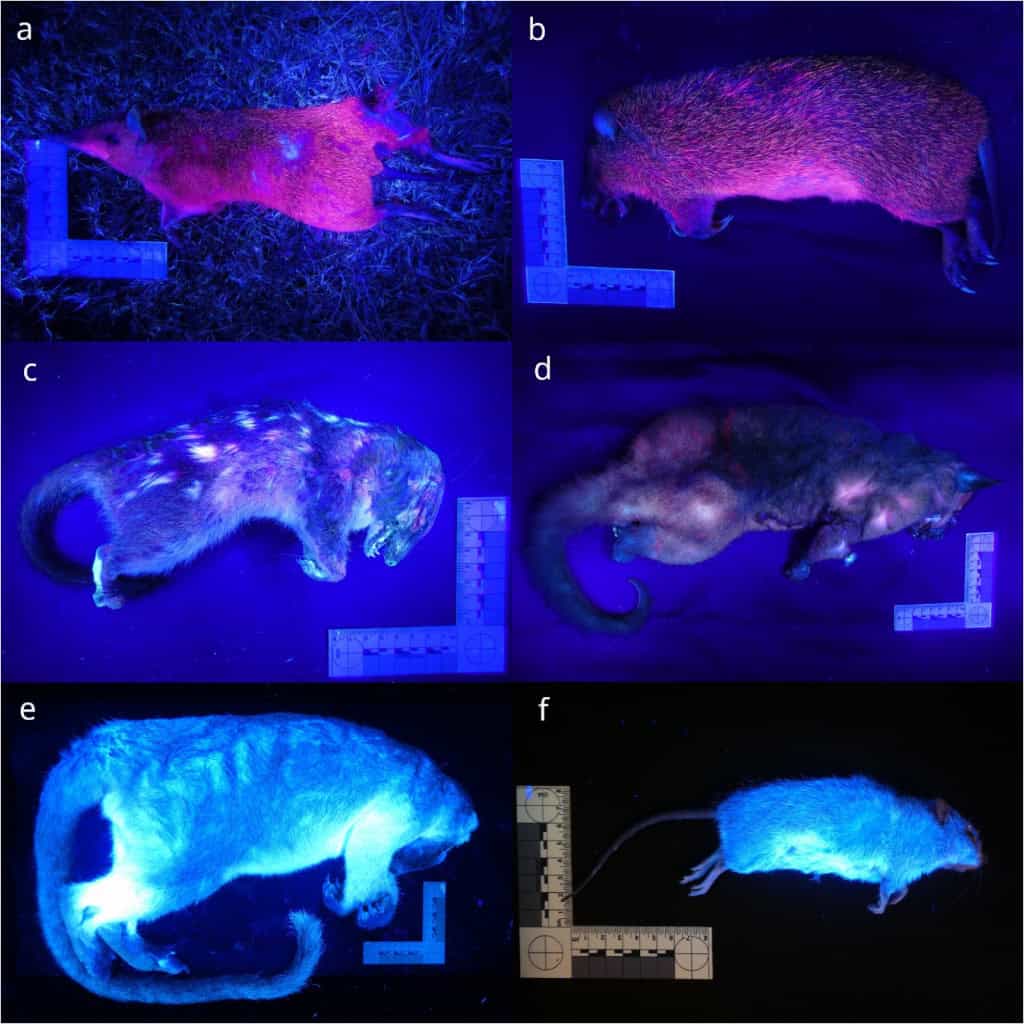 Análise dos mamíferos que brilham no escuro