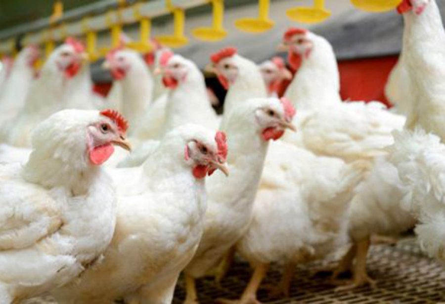 Suspensão de exportações de frango deve aliviar IPCA em até 0,10 pp nos próximos meses