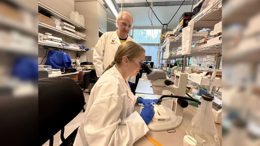 Homem e mulher em laboratório durante pesquisa que viciou moscas em cocaína