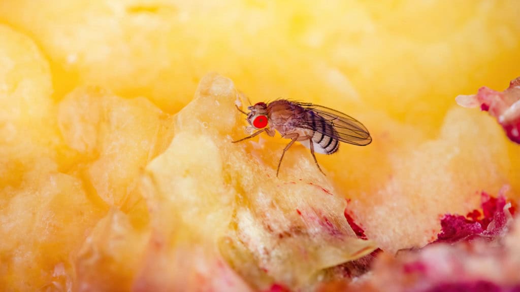 Mosca em fruta