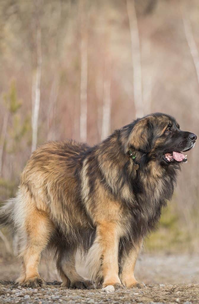 Healthy,Young,Leonberger,Dog,Posing