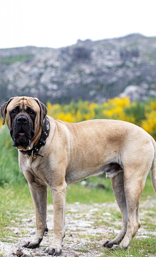 English,Mastiff,Portrait,Isolated,Outdoor,In,The,Green,Field