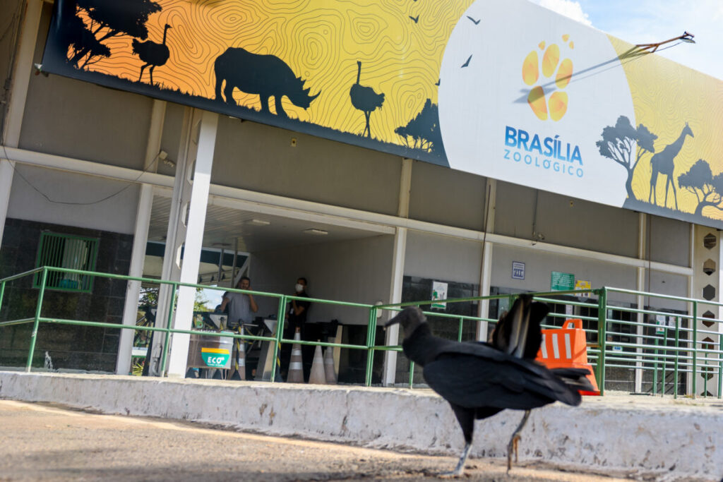 Zoo de Brasília sacrifica ave após nova suspeita de gripe aviária