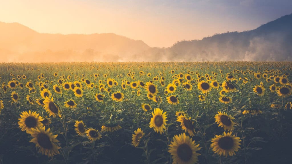 campo de girassóis ao entardecer
