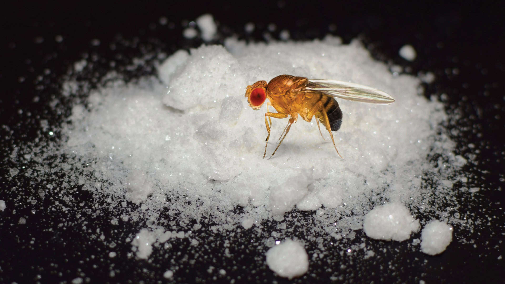 Montagem de mosca em cima de monte de açúcar