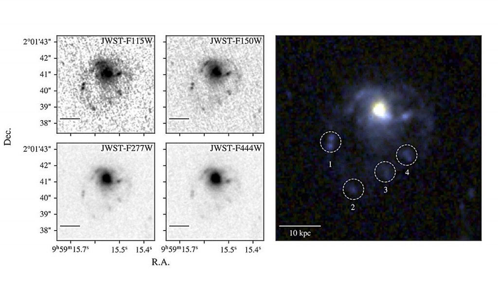 Pesquisadores identificaram quatro tentáculos na