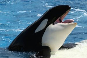 Para que servem as manchas das orcas? A ciência responde