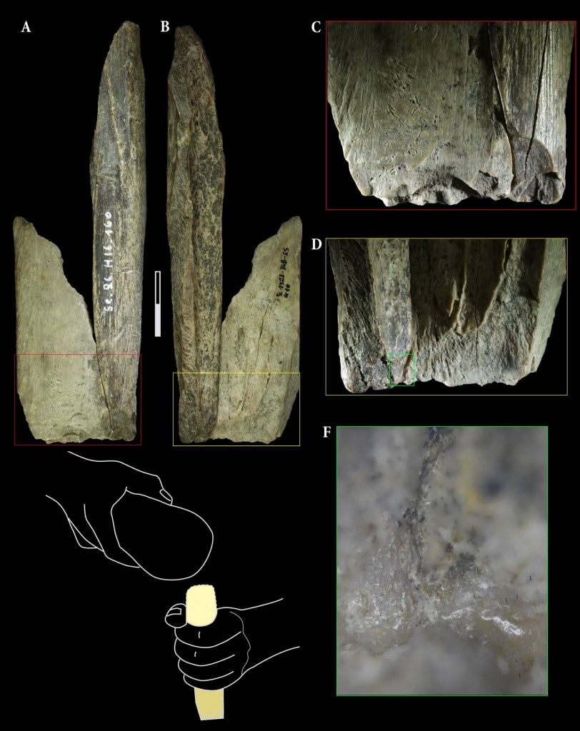 Estudo revela “canivete suíço” neandertal feito de osso de leão