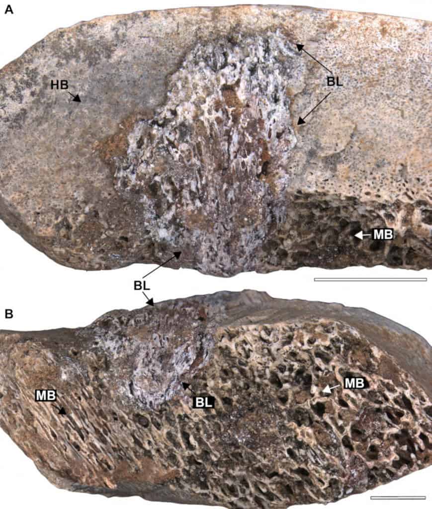 osso fossilizado de dinossauro