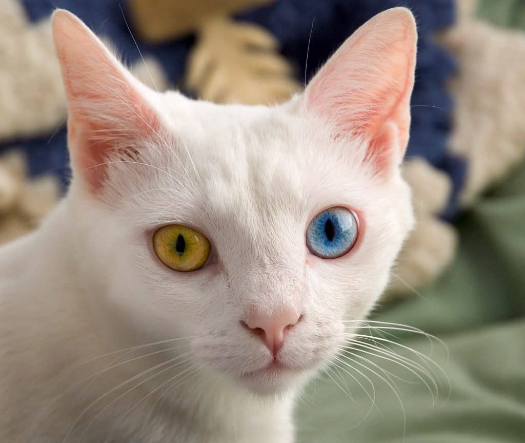 Fotografia de um gato doméstico branco com olhos de cores diferentes (heterocromia): o olho esquerdo é amarelo e o direito é azul. O gato está olhando diretamente para a câmera, com o fundo desfocado mostrando elementos em tons de azul e bege. Suas orelhas estão eretas, e os detalhes de sua pelagem branca e vibrante estão bem destacados, contrastando com os olhos de cores marcantes. A iluminação suave realça os traços do rosto e os bigodes do animal.