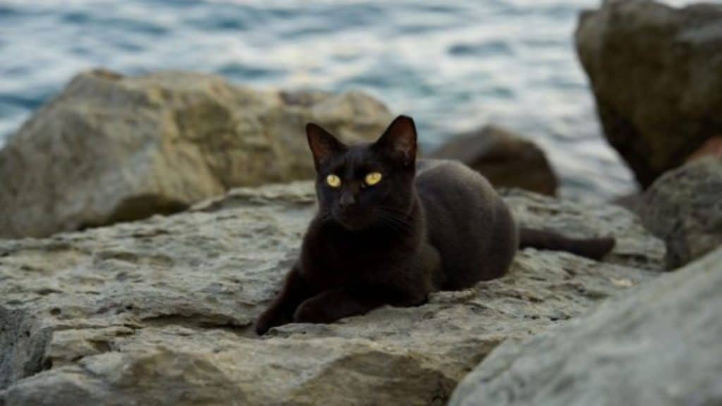 gato selvagem deitado em uma pedra próximo ao mar