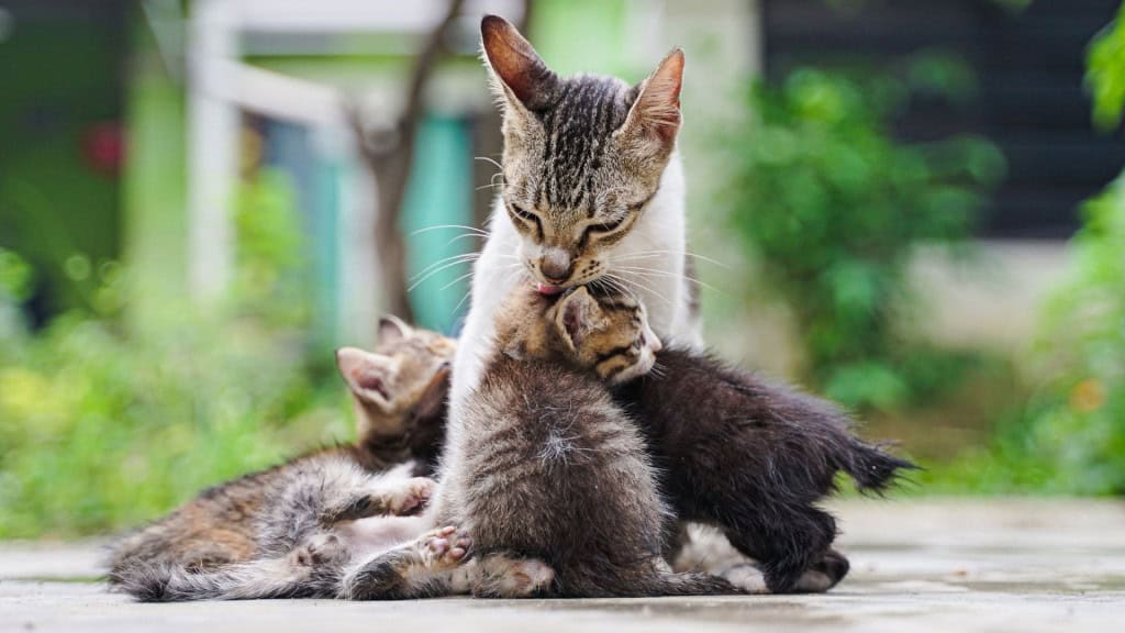 Gatos filhotes encostando em sua mãe se roçando.