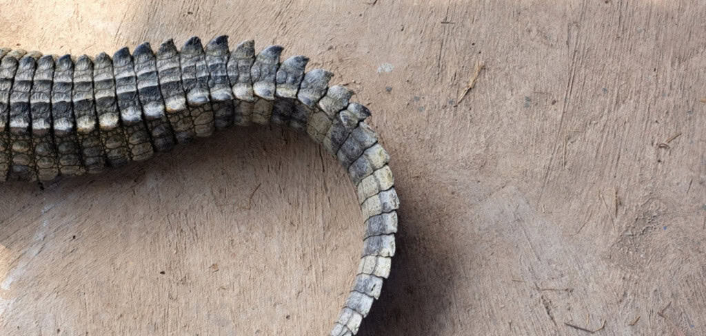 cauda de crocodilo